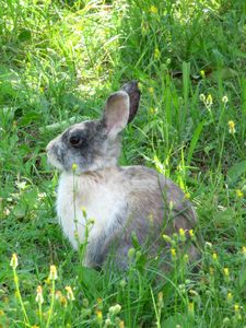 Preview wallpaper rabbit, hare, grass, sit