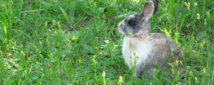 Preview wallpaper rabbit, hare, grass, sit