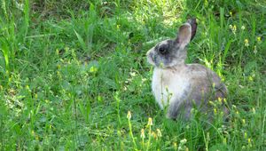 Preview wallpaper rabbit, hare, grass, sit