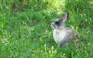 Preview wallpaper rabbit, hare, grass, sit