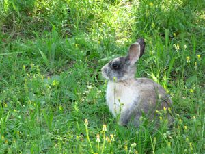 Preview wallpaper rabbit, hare, grass, sit