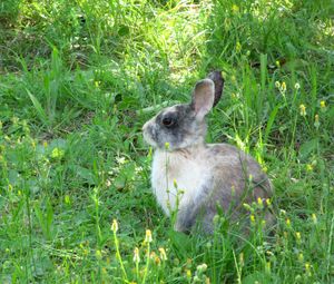 Preview wallpaper rabbit, hare, grass, sit