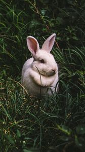 Preview wallpaper rabbit, hare, grass