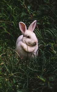 Preview wallpaper rabbit, hare, grass