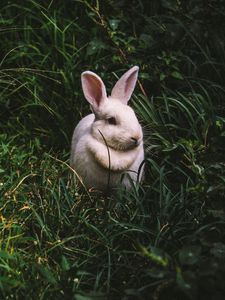 Preview wallpaper rabbit, hare, grass