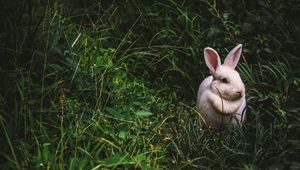 Preview wallpaper rabbit, hare, grass