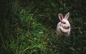 Preview wallpaper rabbit, hare, grass
