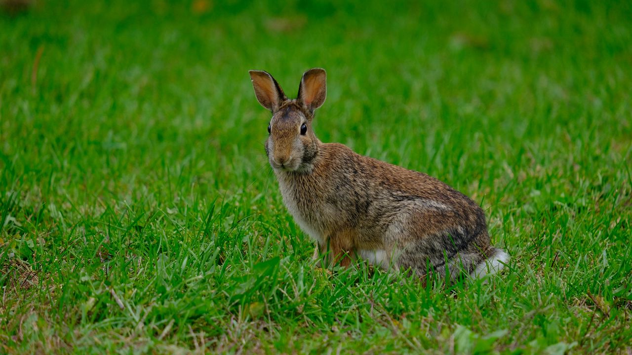 Wallpaper rabbit, hare, grass, animal