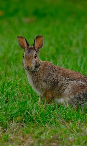 Preview wallpaper rabbit, hare, grass, animal