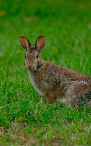 Preview wallpaper rabbit, hare, grass, animal