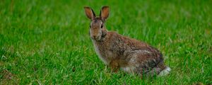 Preview wallpaper rabbit, hare, grass, animal