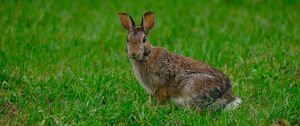 Preview wallpaper rabbit, hare, grass, animal