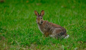 Preview wallpaper rabbit, hare, grass, animal