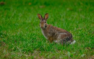 Preview wallpaper rabbit, hare, grass, animal