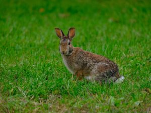 Preview wallpaper rabbit, hare, grass, animal