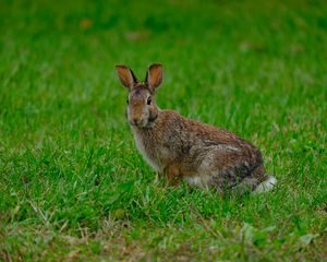 Preview wallpaper rabbit, hare, grass, animal