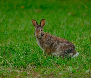 Preview wallpaper rabbit, hare, grass, animal