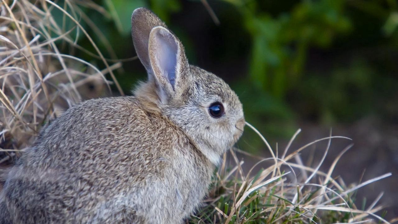 Wallpaper rabbit, hare, grass, funk