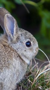 Preview wallpaper rabbit, hare, grass, funk