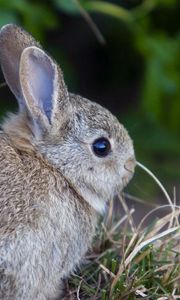 Preview wallpaper rabbit, hare, grass, funk