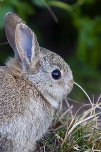 Preview wallpaper rabbit, hare, grass, funk