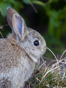 Preview wallpaper rabbit, hare, grass, funk