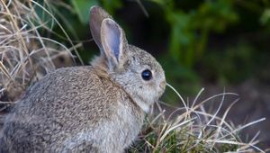 Preview wallpaper rabbit, hare, grass, funk