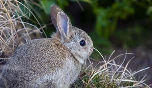 Preview wallpaper rabbit, hare, grass, funk