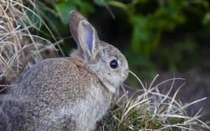 Preview wallpaper rabbit, hare, grass, funk