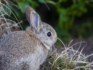 Preview wallpaper rabbit, hare, grass, funk