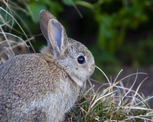 Preview wallpaper rabbit, hare, grass, funk