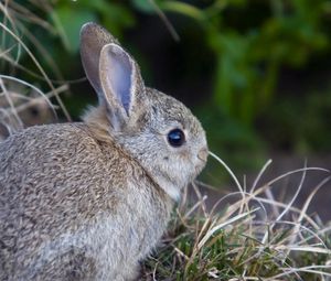 Preview wallpaper rabbit, hare, grass, funk