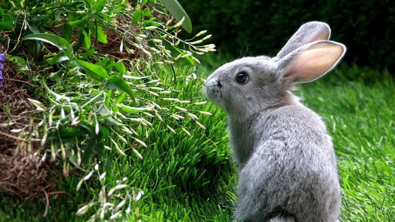 Wallpaper rabbit, hare, grass, climb