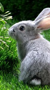 Preview wallpaper rabbit, hare, grass, climb