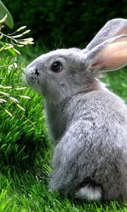 Preview wallpaper rabbit, hare, grass, climb