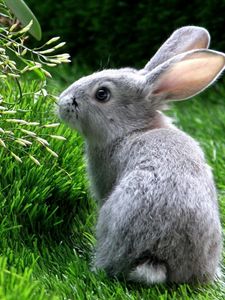 Preview wallpaper rabbit, hare, grass, climb