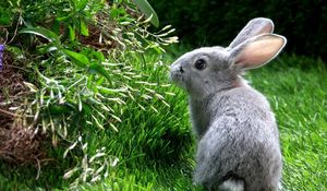 Preview wallpaper rabbit, hare, grass, climb