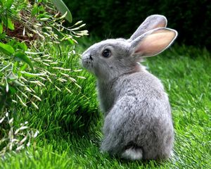 Preview wallpaper rabbit, hare, grass, climb