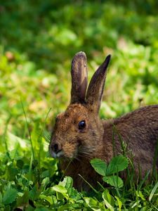 Preview wallpaper rabbit, hare, grass, lie, hide