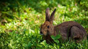 Preview wallpaper rabbit, hare, grass, lie, hide