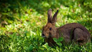 Preview wallpaper rabbit, hare, grass, lie, hide