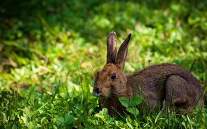 Preview wallpaper rabbit, hare, grass, lie, hide
