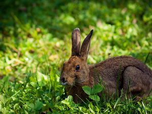 Preview wallpaper rabbit, hare, grass, lie, hide