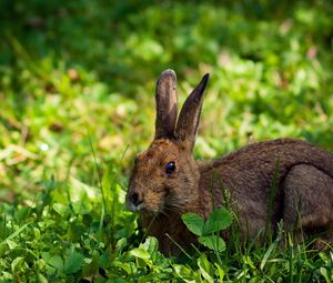 Preview wallpaper rabbit, hare, grass, lie, hide