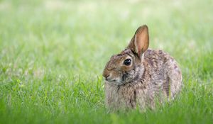 Preview wallpaper rabbit, hare, grass, hiding