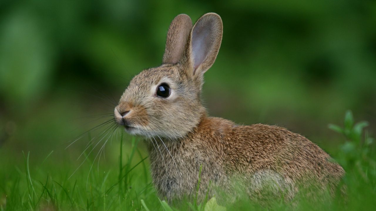 Wallpaper rabbit, hare, look