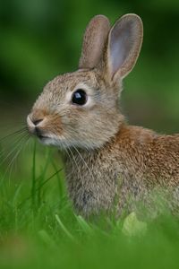 Preview wallpaper rabbit, hare, look