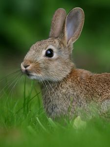 Preview wallpaper rabbit, hare, look