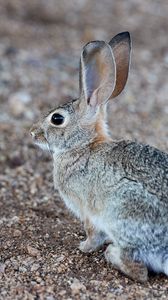 Preview wallpaper rabbit, hare, profile, animal