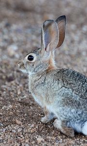 Preview wallpaper rabbit, hare, profile, animal